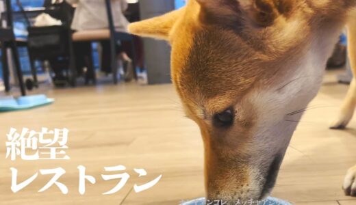 「飯？いらねえよ」犬のレストランに連れて行くも我関せずな柴犬。