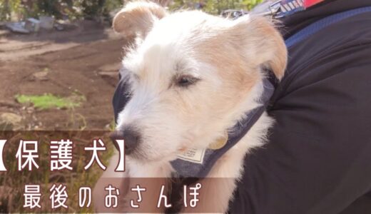 【保護犬預かりvlog】トライアル前日、ハンくんと最後のお散歩