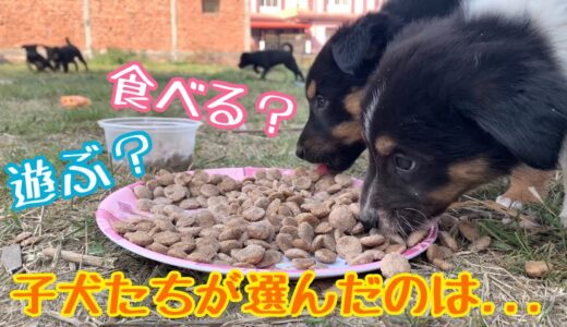 【大ピンチ💦ご飯中にボス犬「タン君」の登場😢】その時、子犬５匹とママ犬は、、、💖