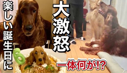 楽しい誕生日のはずが大激怒される大型犬