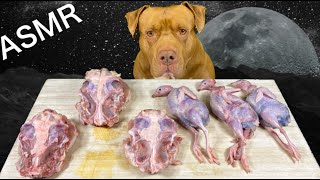 【閲覧注意ASMR】人間には真似不可能！最強な犬ピットブルの咀嚼音が病みつきになる！