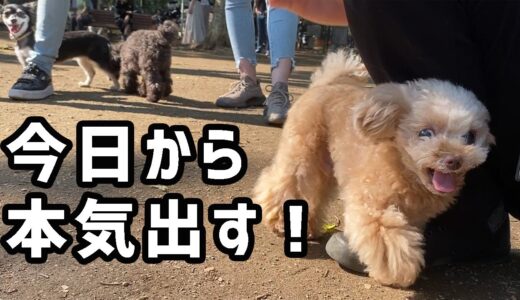 遂に！！うちの犬がやる気を出しましたｗ【トイプードル】