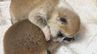 生後9日目の秋田犬の赤ちゃん　訳あってママと離れて暮らしています