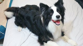 ５才児並のIQがある犬に英語で話しかけたらすごいことになった