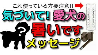 【犬】暑いって言ってますよ!!気づいて欲しい愛犬の暑いですメッセージ!!新！遠藤エマチャンネル【犬のしつけ＠横浜】