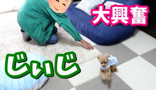 大好きなじぃじに会って大興奮する犬がかわいいｗ【トイプードルのコロン】