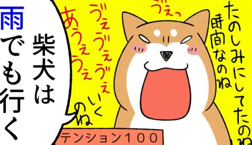 【まんが】柴犬は雨でも行く～そういう犬種だから仕方がない～