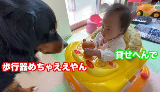 【子守犬】歩行器が気になりすぎる　バーニーズマウンテンドッグ　 bernese mountain dog