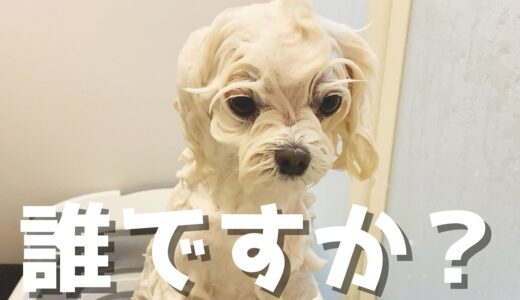 犬用バスタブに愛犬を入れてみたらとんでもない姿になってしまいました…【マルチーズ】