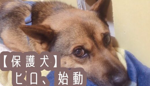 【保護犬預かりvlog】まだまだ不安いっぱいの中で少しずつ動き始めたヒロ