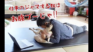 仕事のジャマばっかりする愛犬にはお腹ブーの刑!! パグ犬ぷぅPug