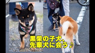 黒柴の子犬こてつ君、先輩犬と会う♪Black shiba puppy Kotetsu met senior dogs♪