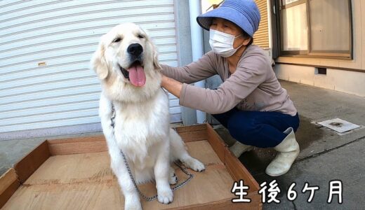 【究極奥義発動】おばあちゃんの教えを守ったらサーカス犬になれました？！　Golden Retriever　ゴールデンレトリーバー