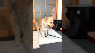 猫のデュフィにじーっと見られた犬が取った行動がかわいすぎたよぉ #Shorts