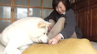 【秋田犬ゆうき】座布団の綿を千切る程度は日常茶飯事なのだが焦る人がいる【akita dog】