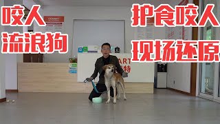 训犬实用教学丨咬人流浪狗怎么训练才会变乖？还原咬人护食现场【犬道app】