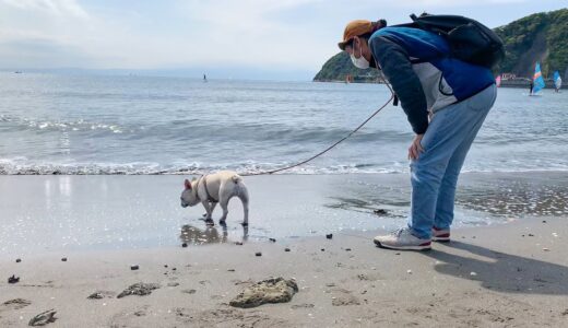 海の近くに犬と暮らし始めました【逗子移住3日目】