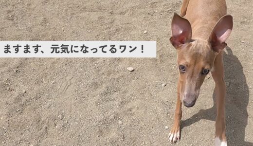 保護犬子犬のイタグレが、本当に元気なんです・・・【Day20】