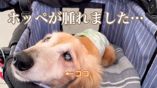 老犬ボニーの顔半分が腫れて、元気がなかったので病院へ。