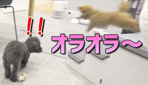 犬達の日常を観察したら面白すぎたｗ【多頭飼い】