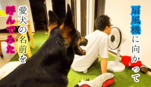 扇風機に向かってシェパード犬の名前を呼んでみたら、呆れられました【German Shepherd】We Just Call Our Dog's Name Toward The Electric Fan