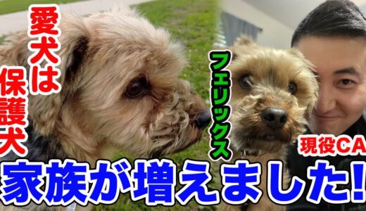 愛犬ヨークシャーテリアは保護犬　一緒にお散歩してみた【現役CAのリアルな休日】