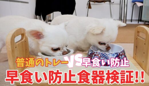 【効果ある？】犬が詰まらせるのが心配で早食い防止トレーを試してみた結果！チワワのコハク