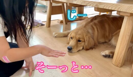 近づくとガブッ！娘とワニワニパニックを楽しむ大型犬がこちら。ゴールデンレトリバーのクッキーとミニチュアダックスフンドの子犬ショコラとの幸せな日常