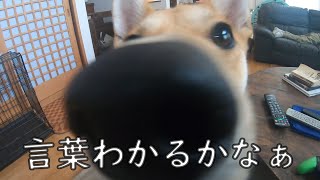 犬ってどれくらい言葉がわかるんだろう？