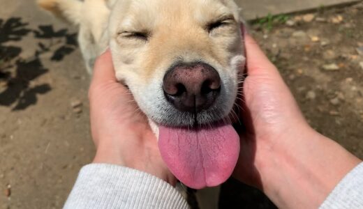 日曜日よりの白い犬と猫