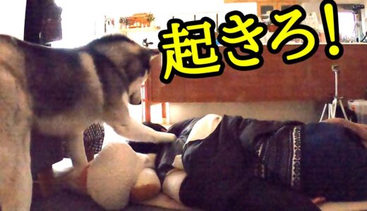 犬が2度寝する飼い主を叩き起こしにきた ハスキー犬と保護犬トイプードル