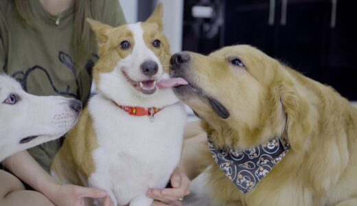 初めてコーギー犬に会ったゴールデンレトリバーとハスキーの反応が超かわいい！