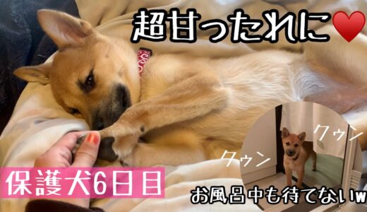 【保護犬6日目】すっかり甘ったれ！お風呂中も待てずにクゥンクゥン。