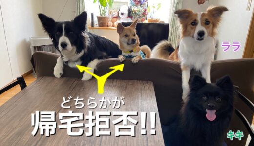 家に帰りたくなくて帰宅拒否する犬【キキララ成長日記コラボ】