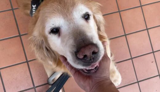 今日もセブン犬（到着）