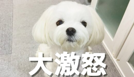 犬にご飯をあげようとしたらめちゃくちゃ怒られてしまいました【マルチーズ】