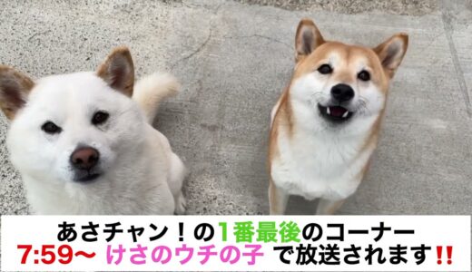 【お知らせ】破壊魔母犬と水好き息子犬の柴犬みかん園からの告知です！