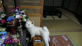 【秋田犬ゆうき】何をするにもどこに行くにも一緒だった仔犬の頃【akita dog puppy】