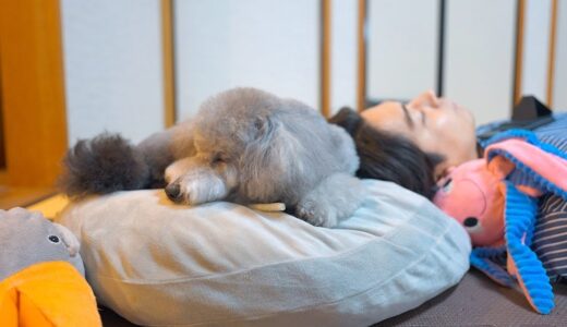 ニトリのもちもちクッションを分け合う犬と男の夜