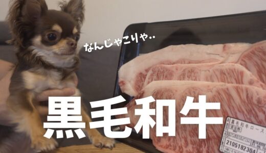 【興奮】初めて高級ステーキ喰らったときの犬の反応がこちら...