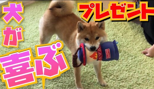 【柴犬】犬でもサプライズされると大喜びする