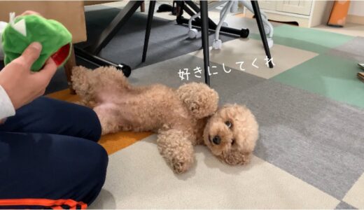 何をされても動じない無抵抗な犬w トイプードル/マルプー