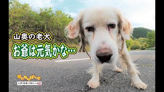 【犬】山奥の老犬　お爺は元気かな・・・？