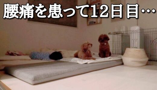 スローペースになったTaruちゃん。先住犬を気遣う後輩犬。トイプードルのTaruto&Rasuku