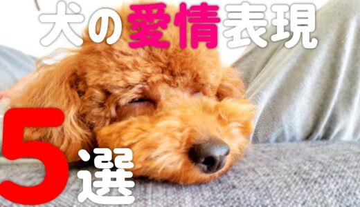 【知らないと損する】犬が大好きな人に見せる愛情表現５選！