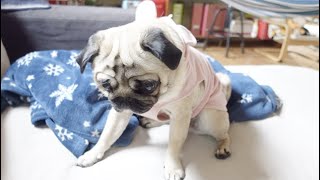 女心は難しい…激しいツンデレで飼い主を振り回す パグ犬ぷぅPug