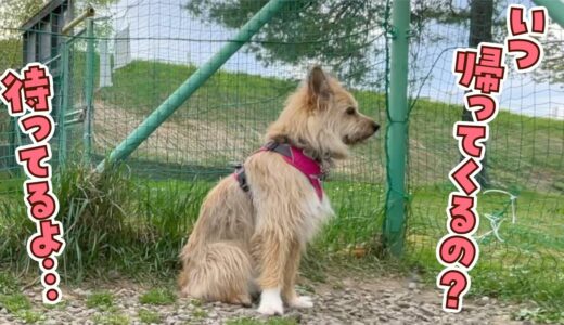 まるで忠犬…いなくなったママを待ち続けるもじゃ犬ポテ