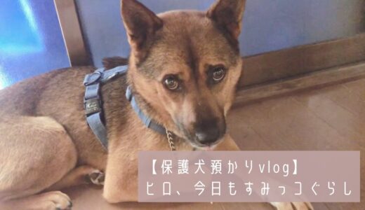 【保護犬・猫預かりvol,45】ヒロ、今日もすみっコぐらし♪