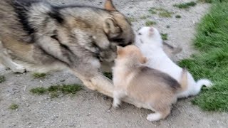 優しい狼犬 子犬を前にするとこうなる