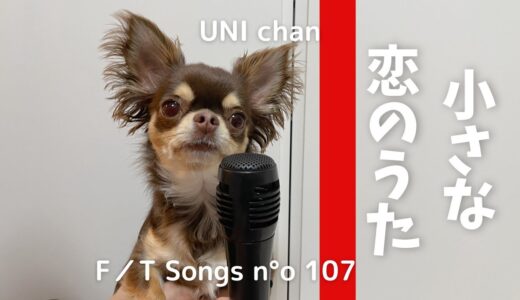 【替え歌】犬が『小さな恋のうた』を歌ってみた【MONGOL800】/ THE FIRST TAKE